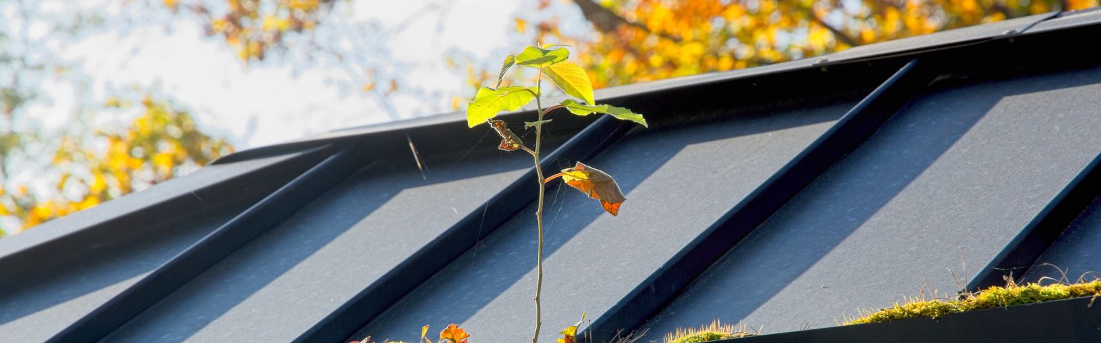 Nettoyage de façade